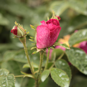 Rosa  Alain Blanchard - ružičasta - galska ruža 